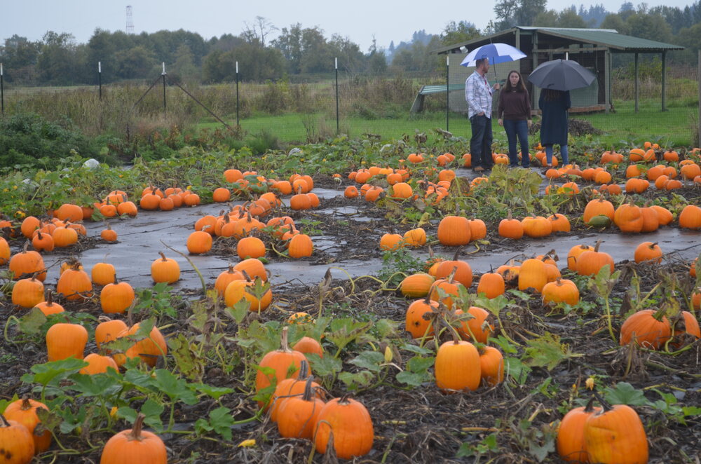 Pumpkin patch open The Wahkiakum County Eagle